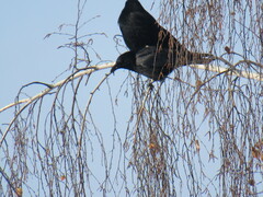 Corvus corone orientalis