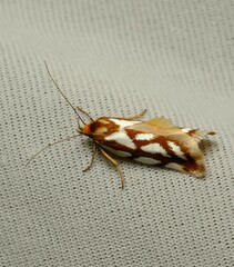 Myrascia bracteatella