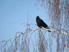 Corvus corone orientalis