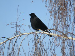 Corvus corone orientalis