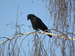 Corvus corone orientalis