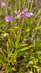 Physostegia virginiana