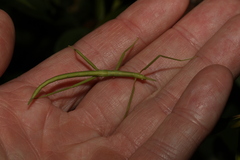 Didymuria violescens