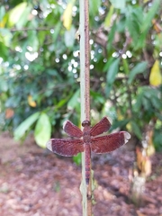 Neurothemis terminata