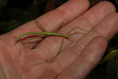 Didymuria violescens