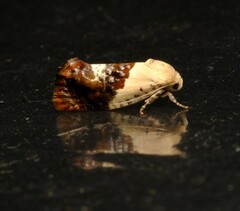 Hypertropha chlaenota