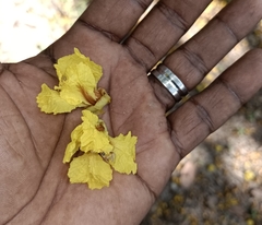 Peltophorum pterocarpum