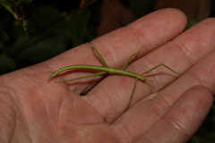 Didymuria violescens