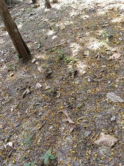 Peltophorum pterocarpum