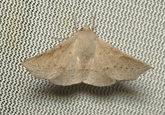 Oenochroma subustaria