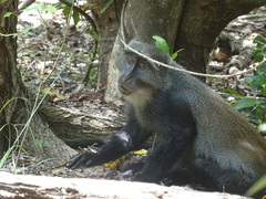 Cercopithecus mitis albogularis