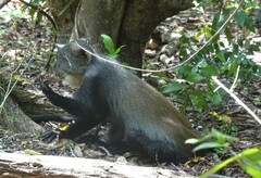 Cercopithecus mitis albogularis