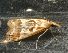 Syntonarcha iriastis