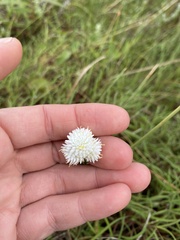 Cyperus ascocapensis