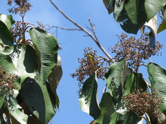 Miconia