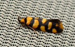 Tanyzancla argutella