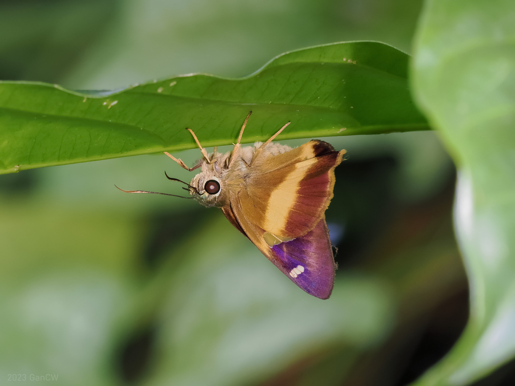 Yellow Banded Awl