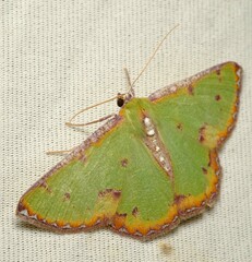 Eucyclodes buprestaria