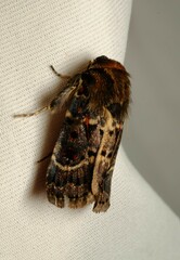 Proteuxoa sanguinipuncta