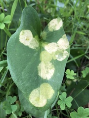 Phyllosiphon arisari