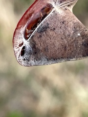 Phonognatha