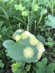 Phyllosiphon arisari