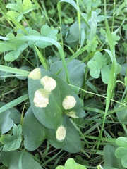 Phyllosiphon arisari