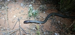 Pseudonaja aspidorhyncha