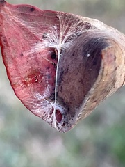 Phonognatha