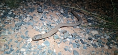 Pygopus schraderi