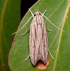 Leistarcha scitissimella