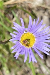 Australomisidia pilula