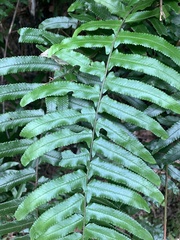 Microlepia hookeriana