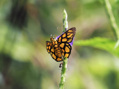 Odina hieroglyphica