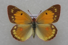 Colias myrmidone