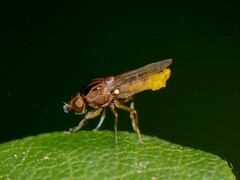 Chlorops