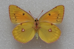 Colias myrmidone