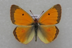 Colias myrmidone