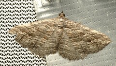Chrysolarentia severata