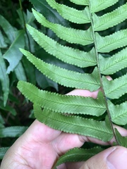 Microlepia hookeriana