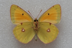 Colias myrmidone