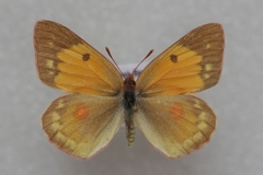 Colias myrmidone