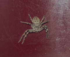 Isopedella victorialis