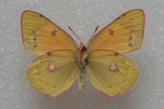 Colias myrmidone
