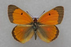 Colias myrmidone