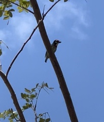 Psilopogon haemacephalus