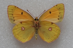 Colias myrmidone