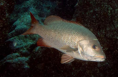 Lutjanus argentimaculatus