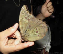 Morpho menelaus offenbachi