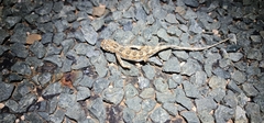 Tympanocryptis petersi